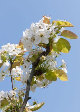 white flower