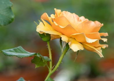 yellow rose in the garden