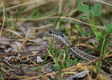 Terrestrial Snake