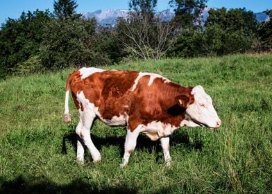 Cow                       