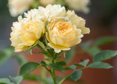 yellow rose in the garden