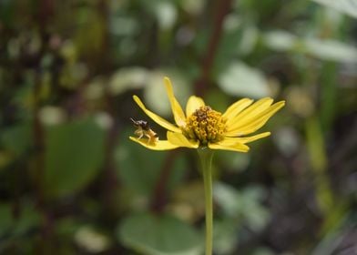 Ambush Bug