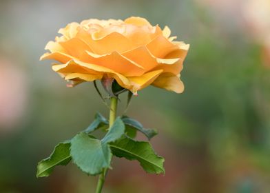 yellow rose in the garden