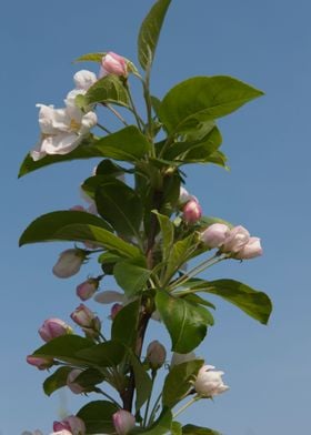 white flower