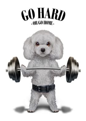 Poodle Dog Weightlifting