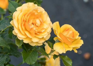 yellow rose in the garden