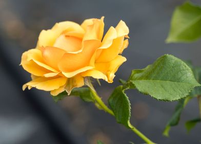 yellow rose in the garden