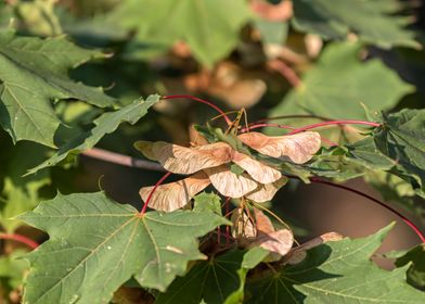 maple tree with seeds