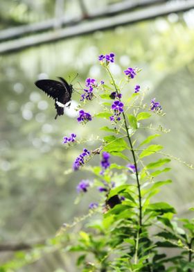 black butterfly purple pla