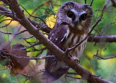 Autumn Owl