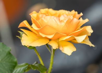 yellow rose in the garden