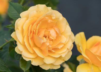 yellow rose in the garden