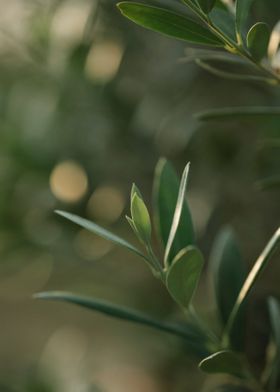 focus green flower blur