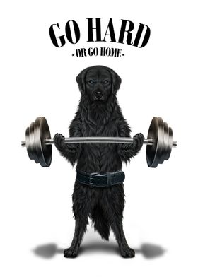 Labrador Dog Weightlifting