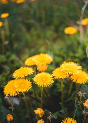 other yellow oval flower