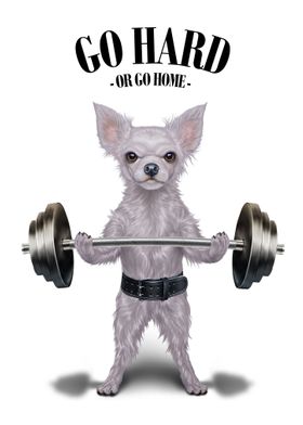 Chihuahua Weightlifting