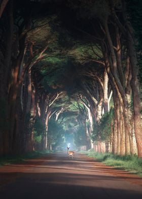 Tree Tunnel