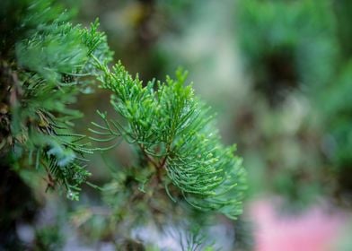 green plant small tree