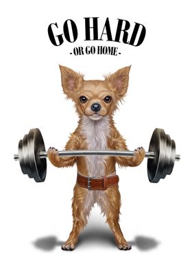 Chihuahua Weightlifting