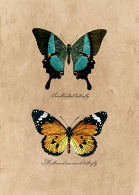 Butterflies Wall Art