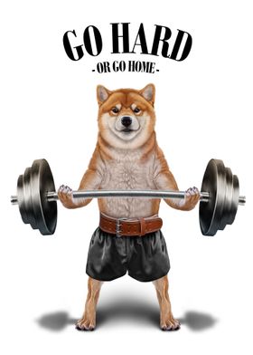 Shiba Dog Weightlifting