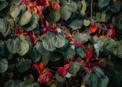 green plant red flower