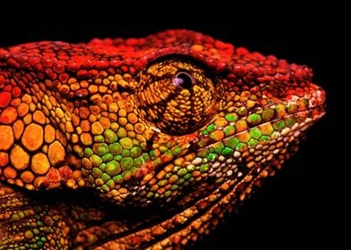 Chameleon profile
