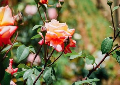 orange rose green plant