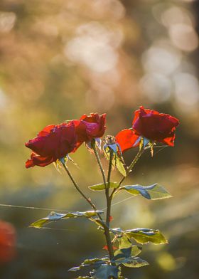 sun rose green plant