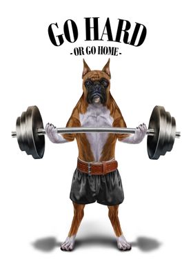 Boxer Dog Weightlifting