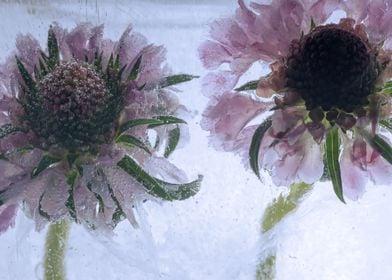 Helenium in ice 3