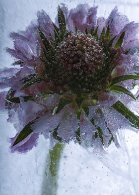 Helenium in ice 4