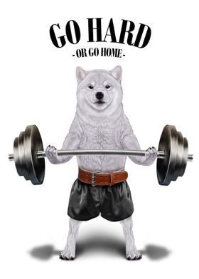 Shiba Dog Weightlifting