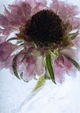 Helenium in ice 2