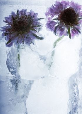 Helenium in ice 1