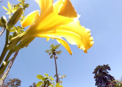 A Flower Gazing into Sky