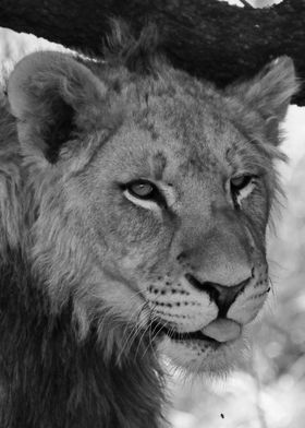 Funny Young Lion 2091 bw