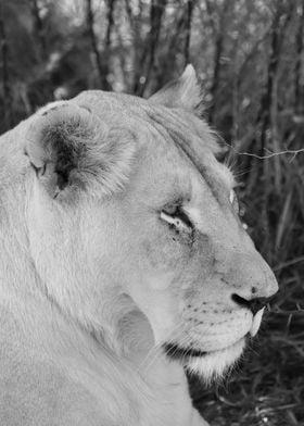 White Lioness portrait 225