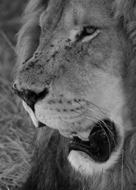 Lion Face closeup 2171 bw