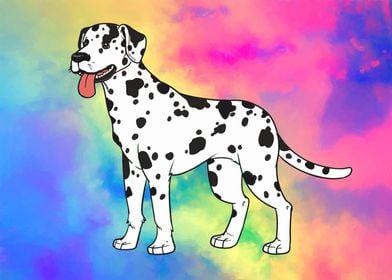 Dalmatian dog 