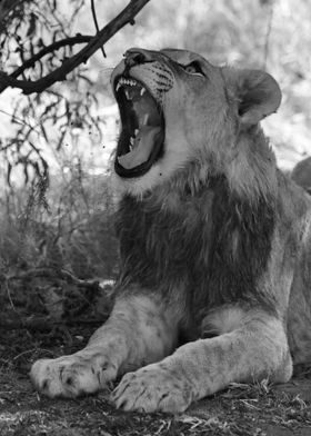 Young Lion jawning 2086 bw