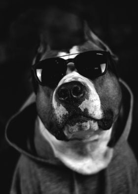 Badass Dog Portrait