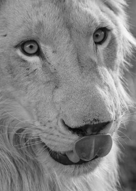 Young White Lion 2293 bw