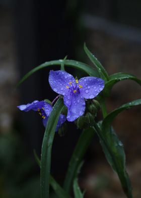 Flower with water