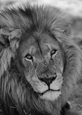 Lion Male in Africa 2118 