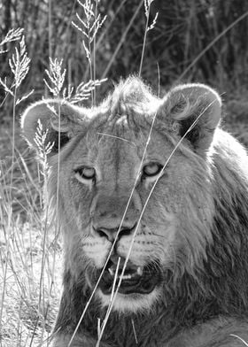 Young Lion in the grass