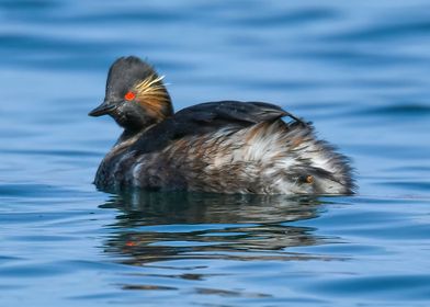 crested grebe swimming 