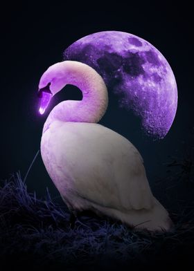 Luminous Swan