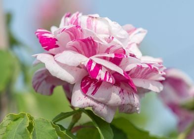 rose in bloom in the garde