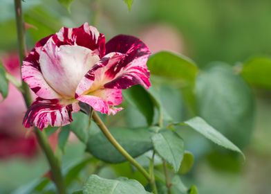 rose in bloom in the garde